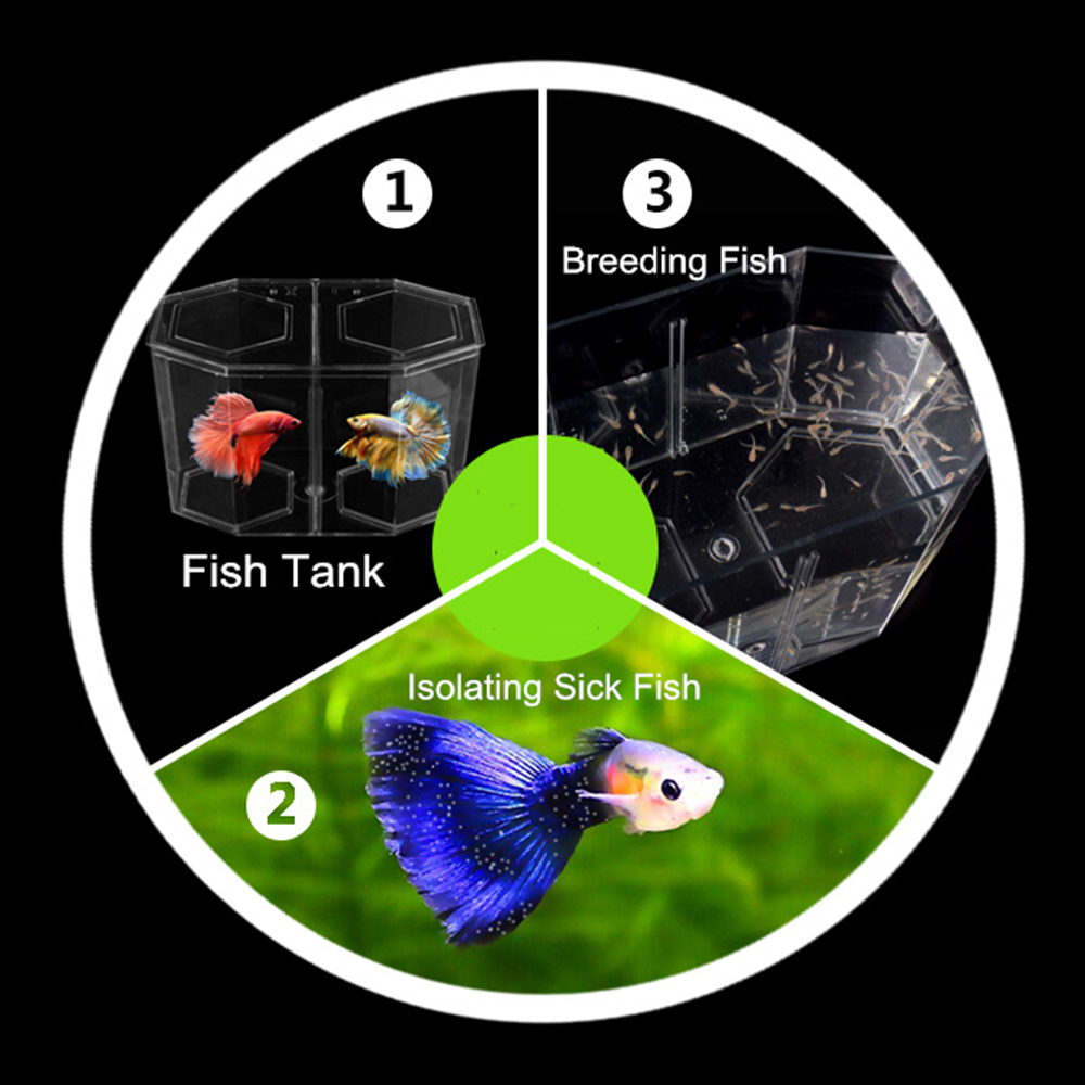 อะคริลิคสองแยก Guppy Fish Tank - Aquarium Fish Betta บทวิจารณ์และราคา