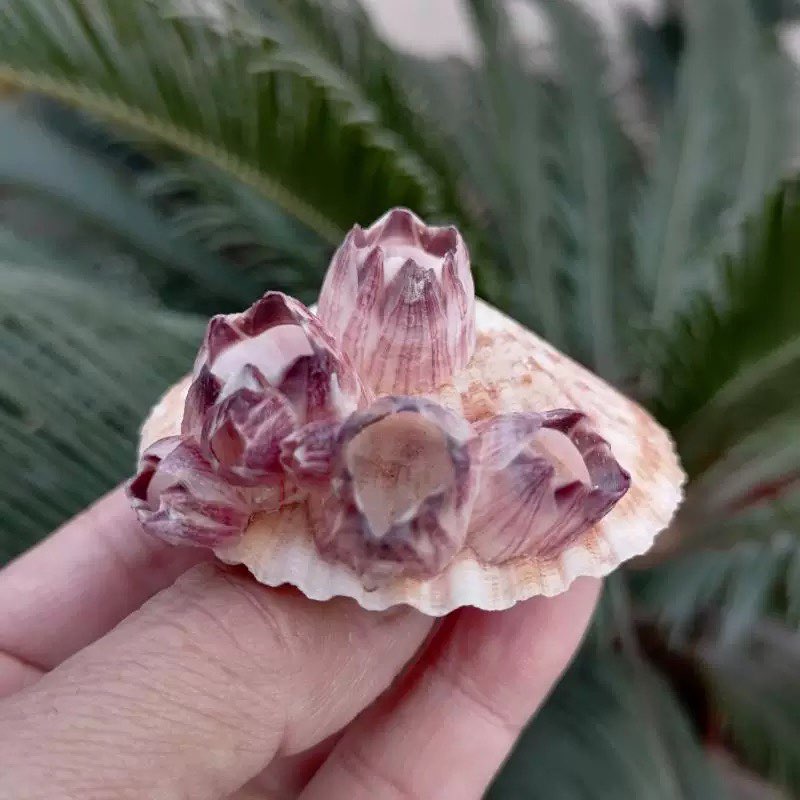 เปลือกหอยสังข์ธรรมชาติ สีม่วง  - Aquarium Fish Parasites บทวิจารณ์และราคา